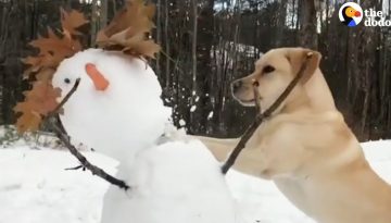 Dog Really HATES Snowmen