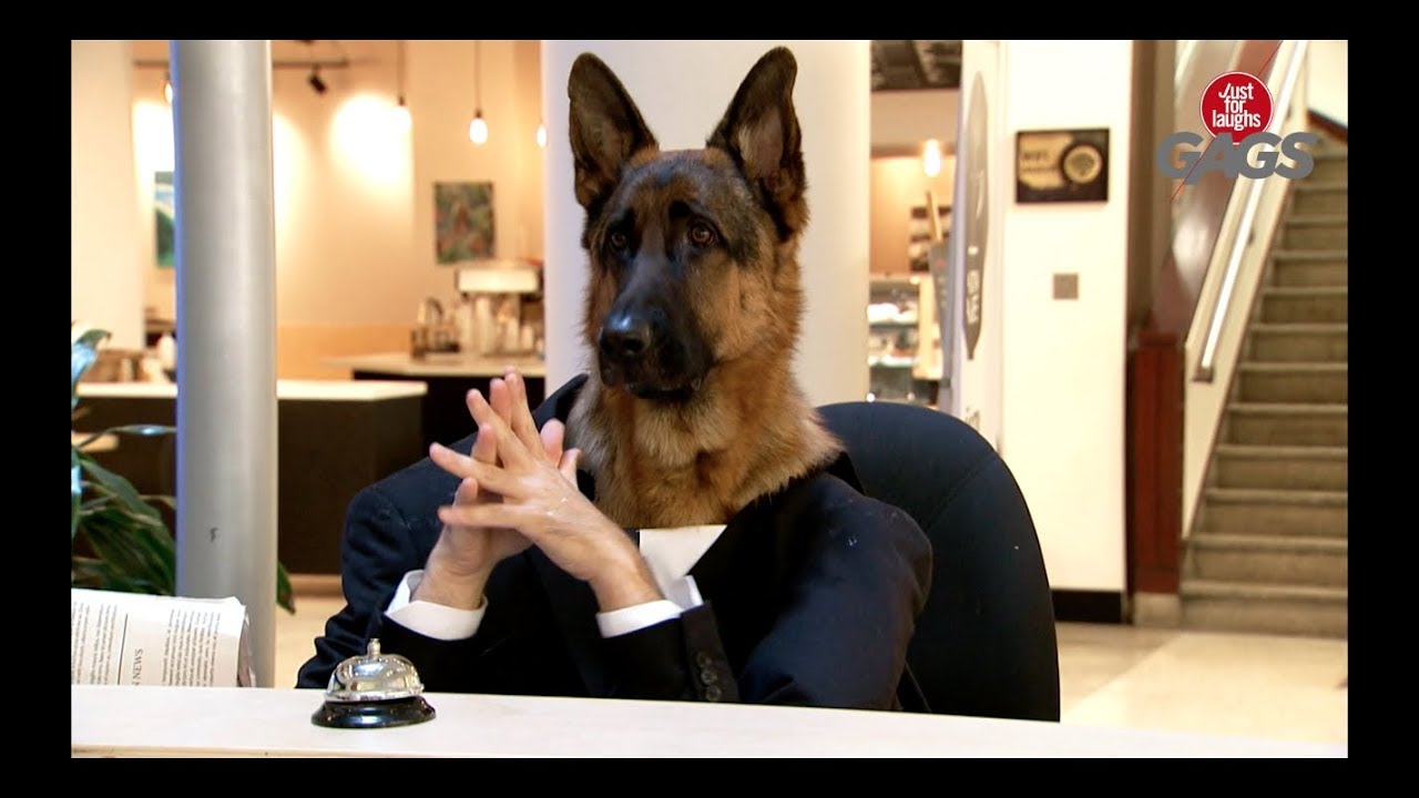 Dog Working At The Information Desk 1funny Com