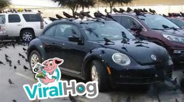 Crows Invade a Mall Parking Lot!