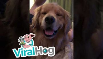 Happy Head Scratch Dog