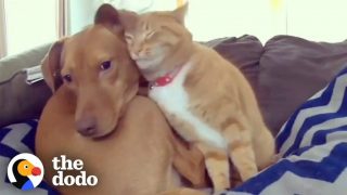 Hidden Camera Catches Cat Comforting Anxious Dog While Family’s Away