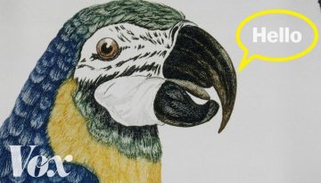 How Do Parrots Talk Like Us?