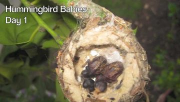 Hummingbird Babies Birth to First Flight