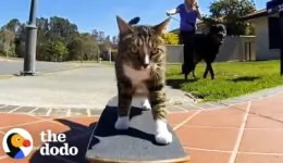 Most Talented Cats in the World