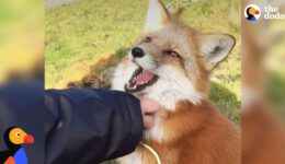 Rescued Fox Makes Friends With Everyone She Meets