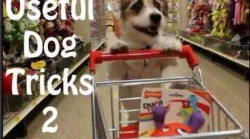 Useful Dog Tricks 2