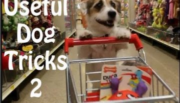 Useful Dog Tricks 2