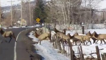 Young Elk Herd Crossing the Road