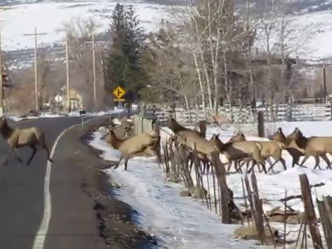 Massive Herd of Elk in Montana – 1Funny.com