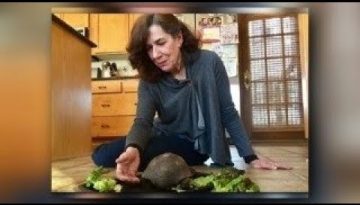10-year-old Girl Keeps Same Pet Tortoise 56 Years