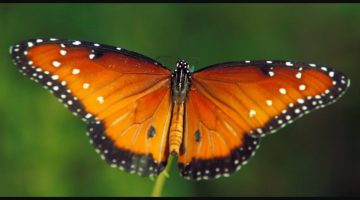 The Beauty of Pollination