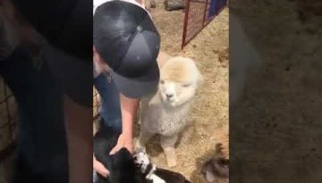 Baby Goats Waiting to Be Hugged