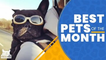 Best Pets Of The Month || March 2019