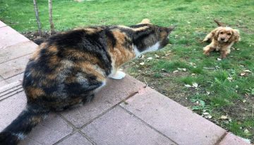 Cats Never Let Neighbor’s Dog Enter Garden