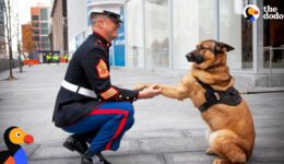 Dogs Reuniting With Soldiers