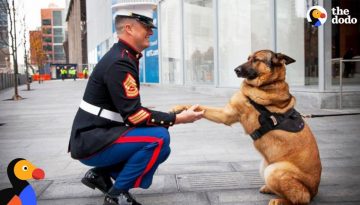 Dogs Reuniting With Soldiers