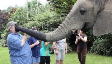 Funny Elephants Having Fun With Humans