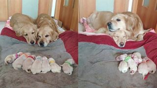 Golden Retriever Parents Watching Over Their Newborn Puppies