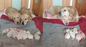 Golden Retriever Parents Watching Over Their Newborn Puppies