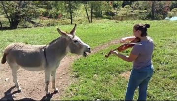 Hilarious Donkeys Doing Silly Things