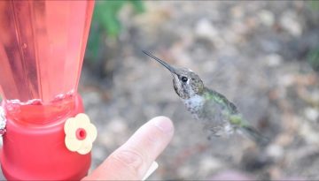 How to Tame Wild Hummingbirds