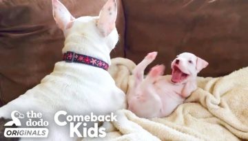 Nubby The 2-Legged Boxer Steals His Dad’s Heart