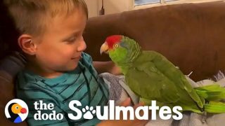 Parrot Follows Her Favorite Kid Everywhere