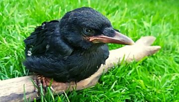 Pet Crow Growing Up!
