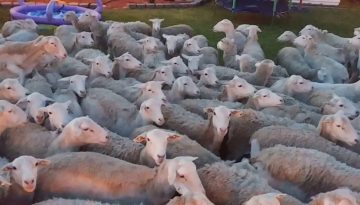 Sheep Invades Suburban Man’s Yard