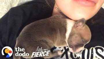 1-Day-Old Puppy Grows up to Have the Craziest Ears