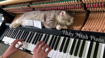 Piano Boogie Woogie Cat Massage