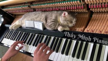 Piano Boogie Woogie Cat Massage