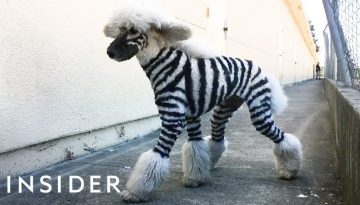 Salon Grooms Pets to Look like Wild Animals