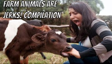 Farm Animals Are Jerks