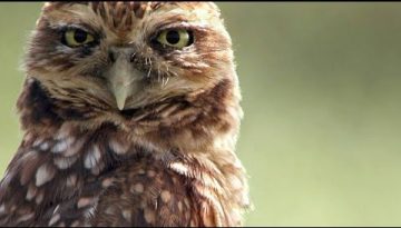 You’ve Never Seen an Owl Species That Does This