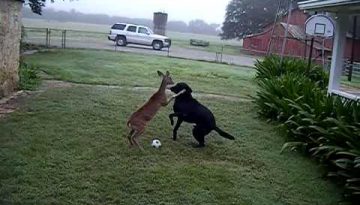 Dog Playing Soccer with a Deer