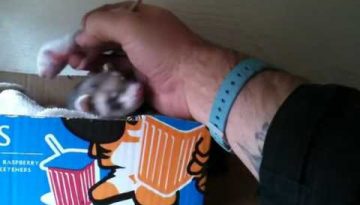 Ferret Shows Human Her Babies