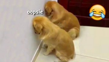 Funny Guilty Doggos