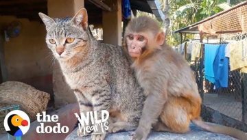 This Wild Baby Monkey is Obsessed With Her Cat