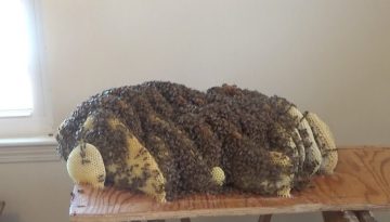 A Beehive Under the Bed