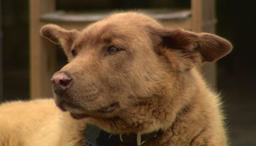 Bruno the Dog Becomes Legendary for Daily Walks to Town