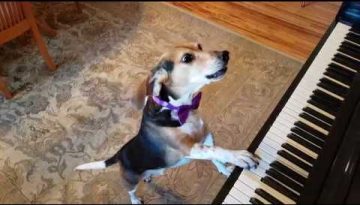 Buddy Mercury, The Singing Piano Dog