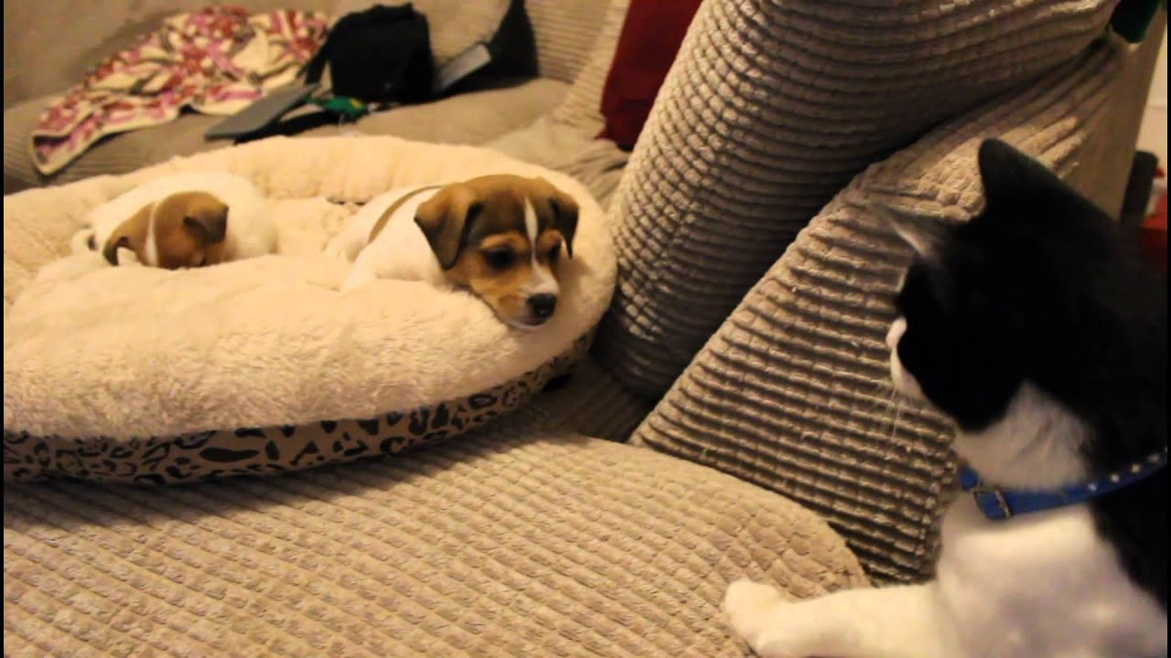 Cat meeting the puppies for the first time