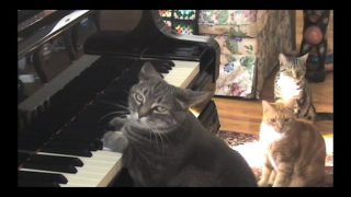 Catcerto. Original Performance. Mindaugas Piecaitis, Nora the Piano Cat