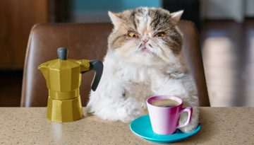 Catfinated – When Cats Drink Coffee