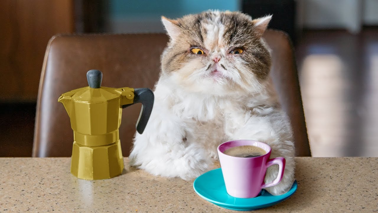 Catfinated When Cats  Drink Coffee  1Funny com