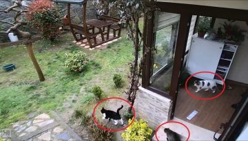 Cats Invade a Back Porch for Food