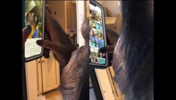 Chimpanzee Knows How to Use a Smartphone