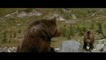Cougar vs. Bear Cub