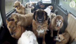 Doggie School Bus Picks Up Pups for ‘School’